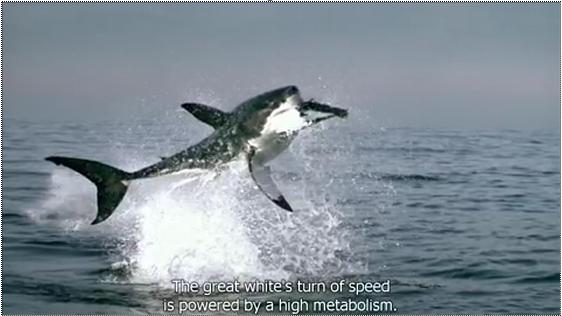 BBC Planet Earth Series - Shark Attack Segment