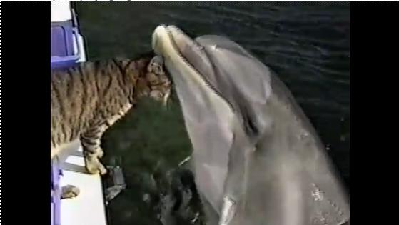Cat and Dolphins playing together