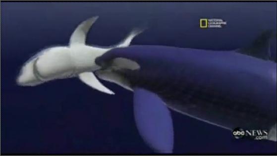 KILLER WHALE VS GREAT WHITE SHARK